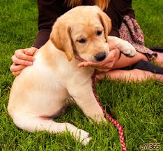 Puppy S First Trip To Prexy S Pasture With Images Puppies Photo A Day Golden Retriever