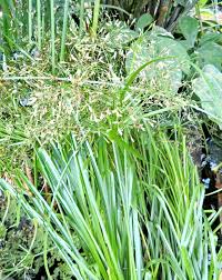 Image result for Cyperus amauropus