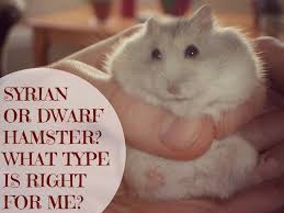 Striped dwarf, siberian hamster, djungarian hamster lifespan: Syrian Hamster Or A Dwarf Hamster What Type Is Right For Me