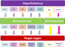 Hypothalamus Flow Endocrine System Hormones Hormones Nursing Endocrine System