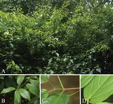 Image result for Premna mooiensis