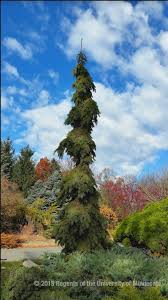 Choosing Evergreens For Your Landscape Umn Extension