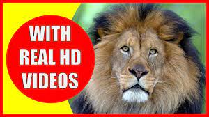 Lion Information For Kids Facts About Lions For Children Lions Roar And Lion Sounds Kiddopedia Lion Facts Lion Facts For Kids Lion Pictures