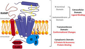 Transmembrane Signal Transduction By Peptide Hormones Via Family B G Protein Coupled Receptors Signal Transduction Hormones Peptides