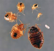 Image result for Cimex Lectularius L