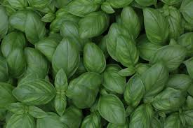 Check spelling or type a new query. Plantes Anti Insectes Tout Savoir
