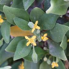 Image result for Tetragonia spicata