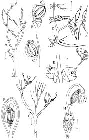 Image result for Inversodicraea tenax