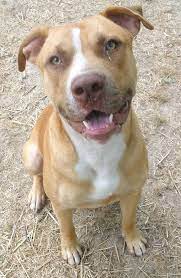 Moomoo or piebald pit bull. Male 2yrs 5 Months Tan White Pitbull Dog 212341 Avail 7 1 Flickr