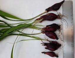 Image result for Eleutherine bulbosa