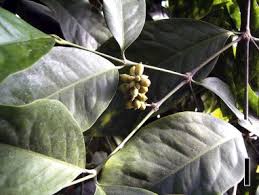 Image result for Gnetaceae