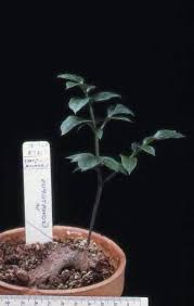 Image result for Gonatopus petiolulatus