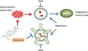 Bioenergetic Adaptation In Response To Autophagy Regulators During Rotenone Exposure Giordano 2014 Journal Of Neurochemistry Wiley Online Library