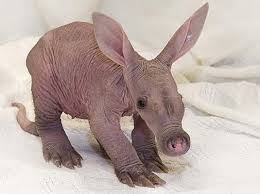 These animals without hair are still cute. Animals Missing Hair Or Fur Look Very Different Album On Imgur