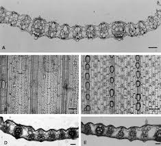 Image result for Hydrothauma