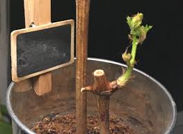 Image result for grapevine cuttings