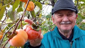 sharon gyümölcs Archívum