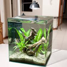 Best 5 Gallon Fish Tank And Aquarium Kit For Sale Now Fish Tank Cool Fish Tanks Fish Tank Themes