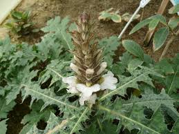 Image result for Acanthus montanus