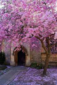 Check spelling or type a new query. Oxford Uk Chantilly Rose Cottage Pretty Trees Beautiful Gardens Flowering Trees