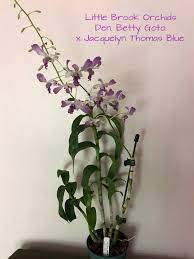A Beautiful Dendrobium Hybrid I Purchased From Little Brook Orchids In Lancaster Pa Called Betty Goto X Jacquelyn Thomas Blue Orchids Beautiful Bloom