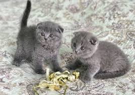 Scottish Fold Blue Male And Female Kittens 1700 Cat Scottish Fold Cat Species Scottish Fold Kittens