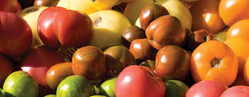 The first tomato that arrived in europe was yellow and referred to as pomo d'oro or the golden apple. in spain, one of the most popular summer festivals is la tomatina tomato fight in buñol near valencia where about 110,000 kgs of tomatoes are pelted at everything that moves during the last wednesday of august. 10 Tips For Growing Heirloom Tomatoes Johnny S Selected Seeds