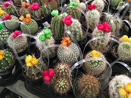 In fact, some varieties can even survive for as long as two years without water. How To Care For Cactus Strawflower Succulents Network