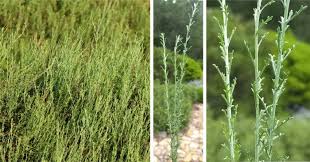 Image result for Pentzia incana