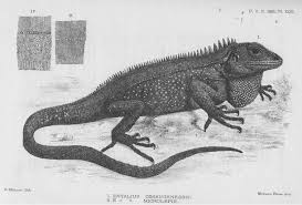 Image result for Loxodera bovonei