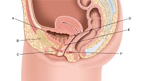 Image result for Bladder Anatomy