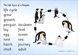 This migration takes place in groups comprising thousands of individuals. The Life Cycle Of An Emperor Penguin