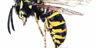 A la saison chaude, les guêpes sont présentes dans la majeure partie du globe. Nos Conseils De Professionnels Extermination De Guepes