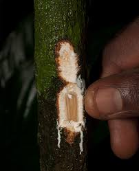 Image result for Hunteria