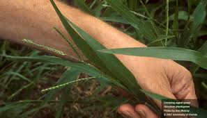 Image result for Urochloa umbellata
