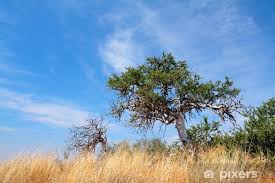 Image result for Boscia albitrunca