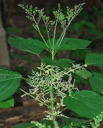 Image result for Laportea ovalifolia