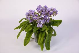 Image result for Streptocarpus leptopus