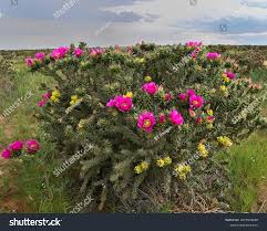 Image result for Opuntia imbricata
