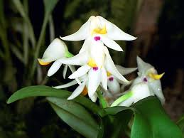 Image result for Polystachya fallax