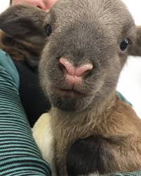 Newborn Lamb Kid Covers Newborn Kids Goat Kidding