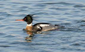 Walmart.com has been visited by 1m+ users in the past month Red Breasted Merganser Wikipedia