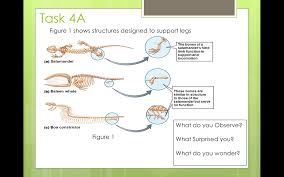 Some of the worksheets for this concept are amoeba sisters video recap alleles and genes, amoeba sisters video recap, amoeba sisters meiosis answer key pdf, genetics genetics and more genetics, biology 1 work i selected answers, bio b cell and cycle reproduction. Biology Welcome To Ms Ng S Website