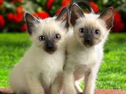 Jul 01, 2021 · cats live a long time. Pets N More Cats Age Chart