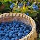First Fridays: Why We Burn Blueberries