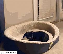 Cat Attacks Dog Find And Share Funny Animated Gifs In 2020 Cat Attacks Dog Cat Attack Funny Animal Videos