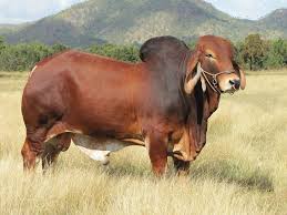 Maybe you would like to learn more about one of these? Brahman Cattle Farming Beitrage Facebook