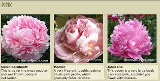 A Peony Guide Pink Peonies Peonies Types Of Flowers