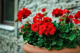 It is difficult to keep these pests away from your home, especially without the use of chemicals. 15 Aromatic Plants That Help Keep Mosquitos Away Home Stratosphere