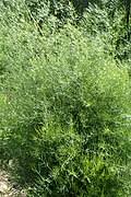 Image result for Asparagus migeodii